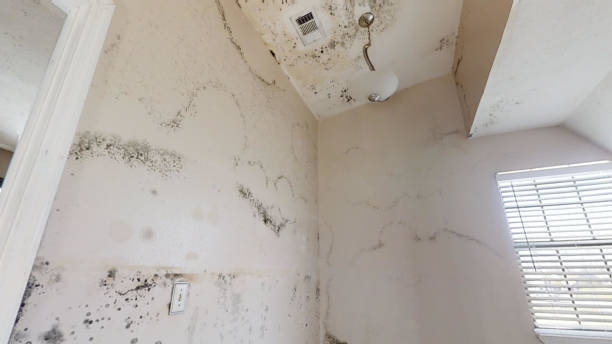 Best Emergency Mold Remediation  in Solvang, CA