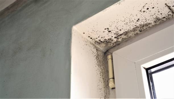 Best Crawl Space Mold Remediation  in Solvang, CA