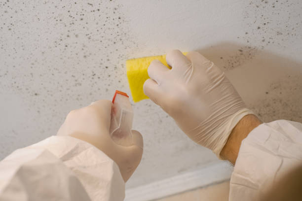 Reliable Solvang, CA Mold Removal Solutions