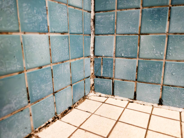 Best HVAC Mold Inspection and Cleaning  in Solvang, CA