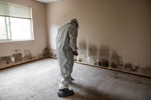 Best Mold Prevention Services  in Solvang, CA